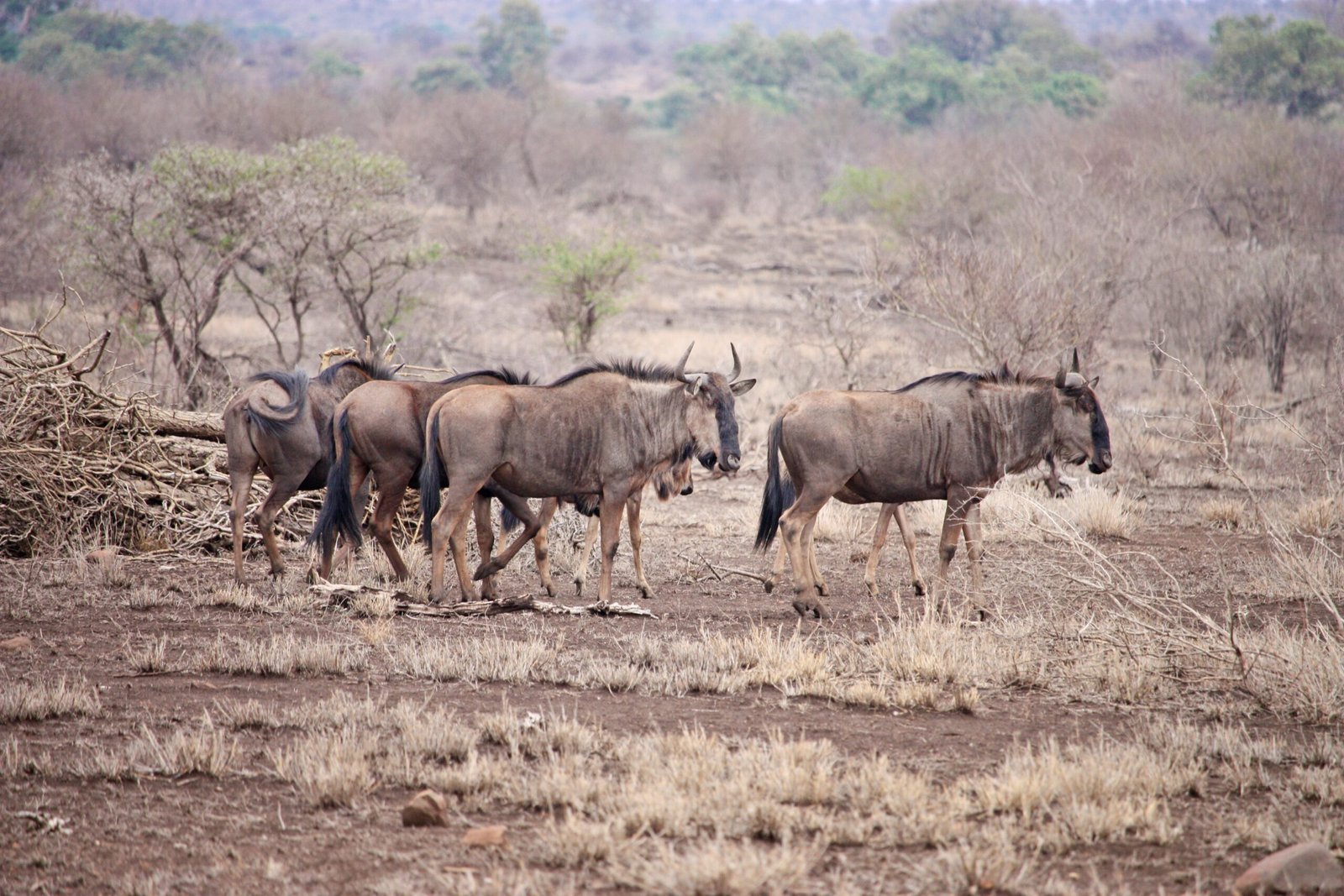 Botswana: Explore the Wildlife Wonderland