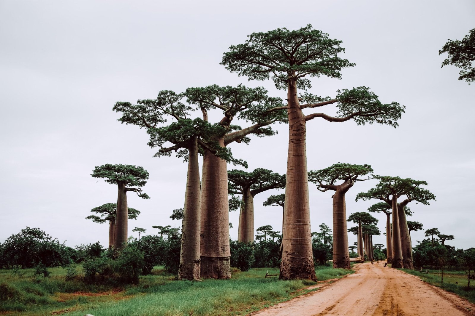 Madagascar's Unique Biodiversity: An Island Adventure